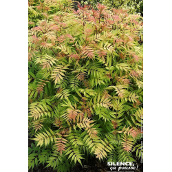 Sorbaire a feuilles de sorbier Sem 80cm de Plantes Silence ça pousse dans Arbustes caducs en livraison