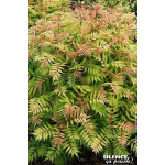 Sorbaire a feuilles de sorbier Sem 80cm de Plantes Silence ça pousse dans Arbustes caducs en livraison