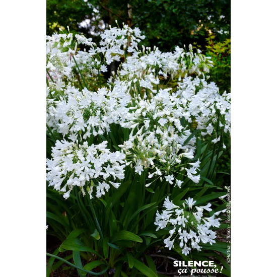 Agapanthe Arctic Star, fleur de lamour 100cm de Plantes Silence ça pousse dans Plantes à petits fruits (kiwi, myrtilles, gros...