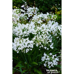 Agapanthe Arctic Star, fleur de lamour 100cm de Plantes Silence ça pousse dans Plantes à petits fruits (kiwi, myrtilles, gros...