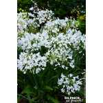 Agapanthe Arctic Star, fleur de lamour 100cm de Plantes Silence ça pousse dans Plantes à petits fruits (kiwi, myrtilles, gros...