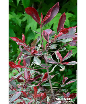 Photinia Pink Marble 80cm Silence ca pousse de Plantes Silence ça pousse dans Arbustes persistants en livraison