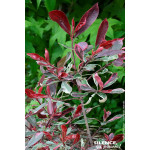 Photinia Pink Marble 80cm Silence ca pousse de Plantes Silence ça pousse dans Arbustes persistants en livraison
