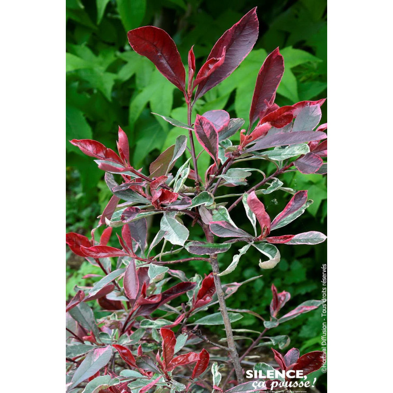 Photinia Pink Marble 80cm Silence ca pousse de Plantes Silence ça pousse dans Arbustes persistants en livraison