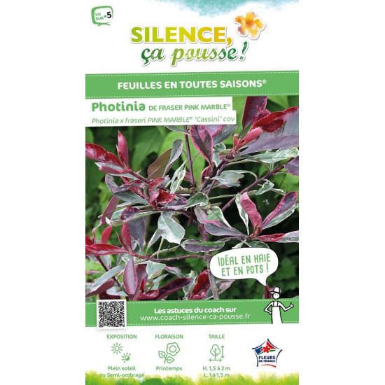 Photinia Pink Marble 80cm Silence ca pousse de Plantes Silence ça pousse dans Arbustes persistants en livraison