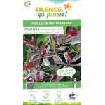 Photinia Pink Marble 80cm Silence ca pousse de Plantes Silence ça pousse dans Arbustes persistants en livraison