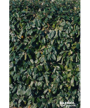 ELAEAGNUS EBBI,COMPACTA C4,5 60/80 de Plantes Silence ça pousse dans Plantes à petits fruits (kiwi, myrtilles, groseilles, ca...