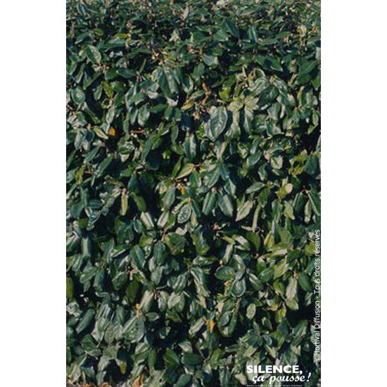 ELAEAGNUS EBBI,COMPACTA C4,5 60/80 de Plantes Silence ça pousse dans Plantes à petits fruits (kiwi, myrtilles, groseilles, ca...