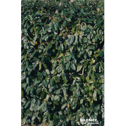 ELAEAGNUS EBBI,COMPACTA C4,5 60/80 de Plantes Silence ça pousse dans Plantes à petits fruits (kiwi, myrtilles, groseilles, ca...