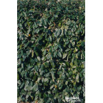 ELAEAGNUS EBBI,COMPACTA C4,5 60/80 de Plantes Silence ça pousse dans Plantes à petits fruits (kiwi, myrtilles, groseilles, ca...
