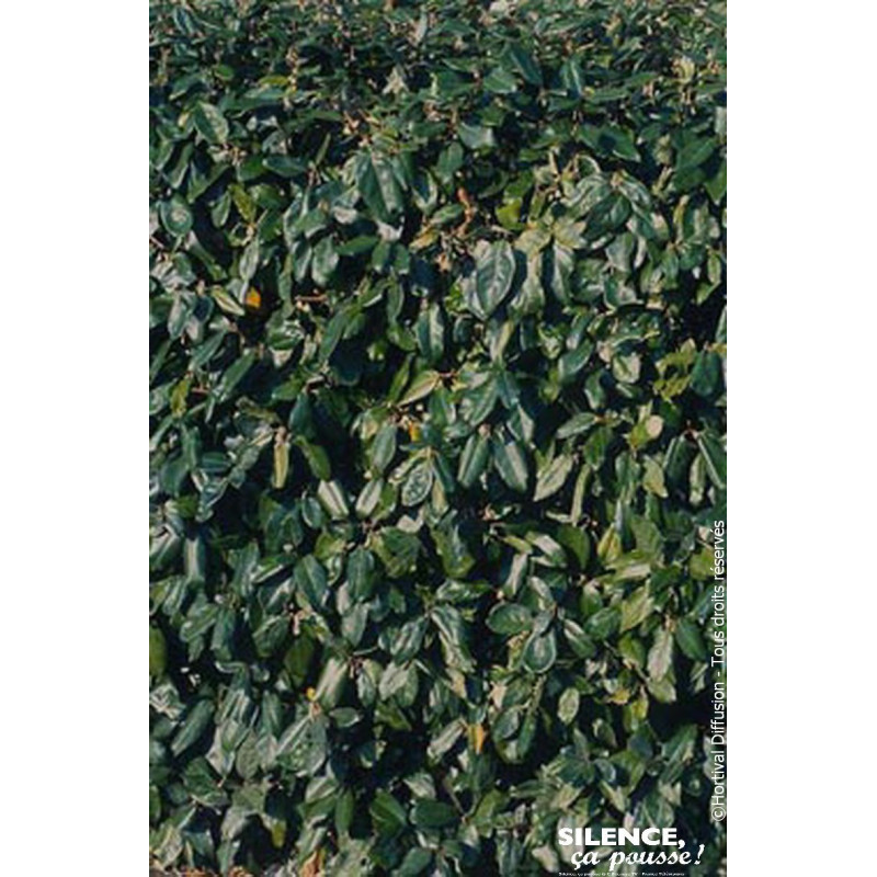 ELAEAGNUS EBBI,COMPACTA C4,5 60/80 de Plantes Silence ça pousse dans Plantes à petits fruits (kiwi, myrtilles, groseilles, ca...