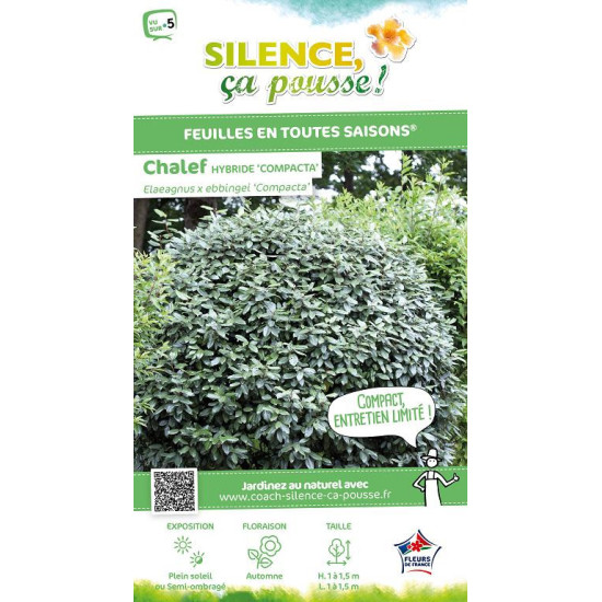 ELAEAGNUS EBBI,COMPACTA C4,5 60/80 de Plantes Silence ça pousse dans Plantes à petits fruits (kiwi, myrtilles, groseilles, ca...