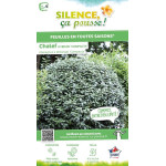 ELAEAGNUS EBBI,COMPACTA C4,5 60/80 de Plantes Silence ça pousse dans Plantes à petits fruits (kiwi, myrtilles, groseilles, ca...