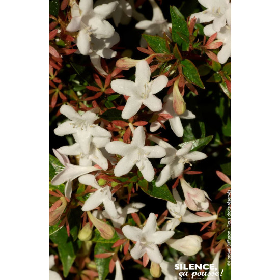 ABELIA GR,SHERWOOD C10 TF/BU de Plantes Silence ça pousse dans Arbustes persistants en livraison