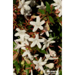 ABELIA GR,SHERWOOD C10 TF/BU de Plantes Silence ça pousse dans Arbustes persistants en livraison