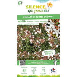 ABELIA GR,SHERWOOD C10 TF/BU de Plantes Silence ça pousse dans Arbustes persistants en livraison