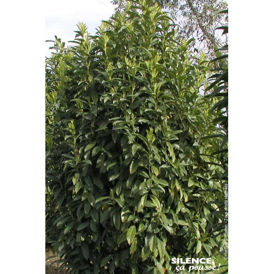 Laurier-cerise GENOLIA 80cm de Plantes Silence ça pousse dans Plantes à petits fruits (kiwi, myrtilles, groseilles, cassis, f...
