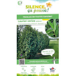 Laurier-cerise GENOLIA 80cm de Plantes Silence ça pousse dans Plantes à petits fruits (kiwi, myrtilles, groseilles, cassis, f...
