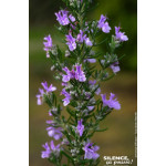 Romarin officinal 65cm Silence ca pousse de Plantes Silence ça pousse dans Arbustes persistants en livraison
