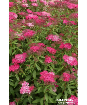 Spiree du Japon Anthony Waterer 80cm de Plantes Silence ça pousse dans Arbustes caducs en livraison
