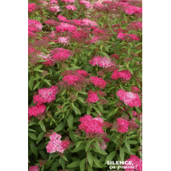 Spiree du Japon Anthony Waterer 80cm de Plantes Silence ça pousse dans Arbustes caducs en livraison