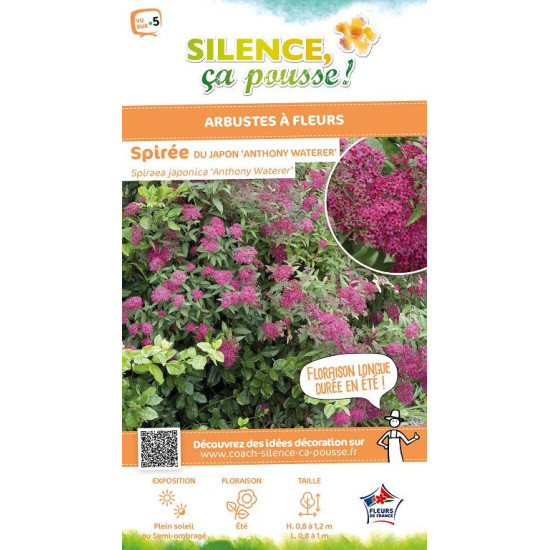 Spiree du Japon Anthony Waterer 80cm de Plantes Silence ça pousse dans Arbustes caducs en livraison