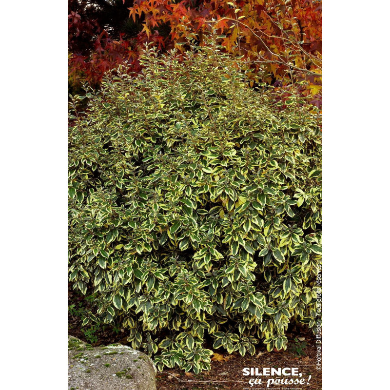 Chalef hybride Gilt Edge 80cm Silence ca pousse de Plantes Silence ça pousse dans Arbustes persistants en livraison