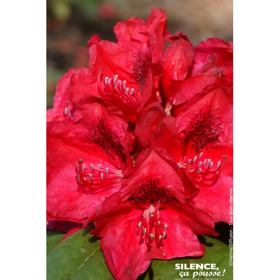 Rhododendron hybride Lord Roberts 65cm de Plantes Silence ça pousse dans Plantes à petits fruits (kiwi, myrtilles, groseilles...