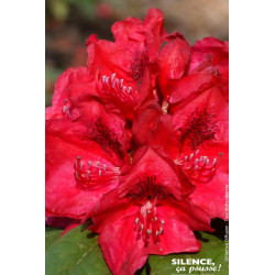 Rhododendron hybride Lord Roberts 65cm de Plantes Silence ça pousse dans Plantes à petits fruits (kiwi, myrtilles, groseilles...