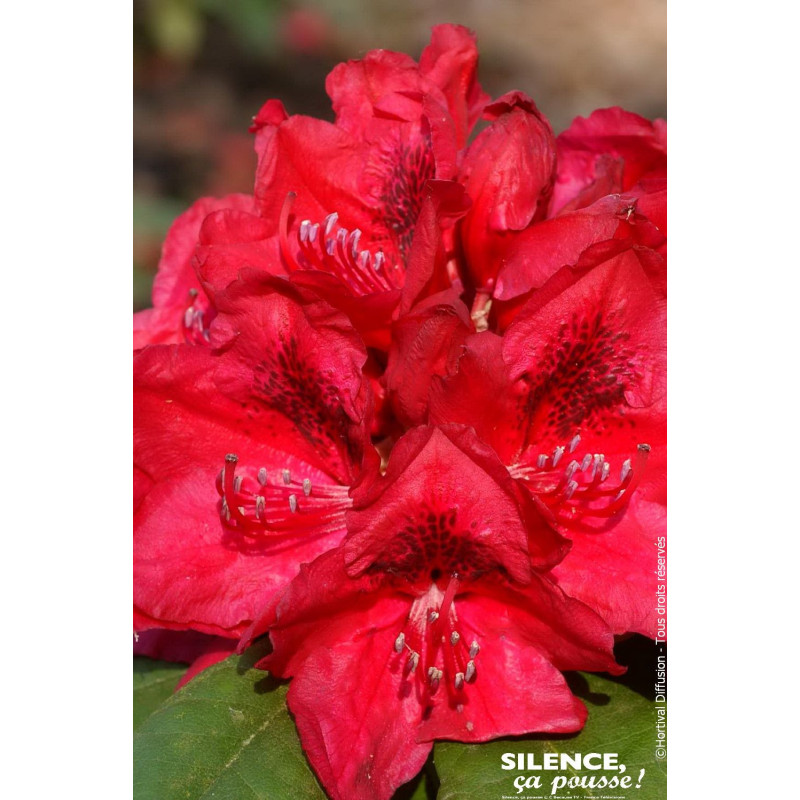 Rhododendron hybride Lord Roberts 65cm de Plantes Silence ça pousse dans Plantes à petits fruits (kiwi, myrtilles, groseilles...