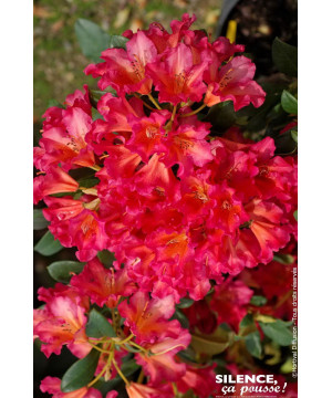 Rhododendron Scyphocalyx 80cm Silence ca pousse de Plantes Silence ça pousse dans Plantes à petits fruits (kiwi, myrtilles, g...