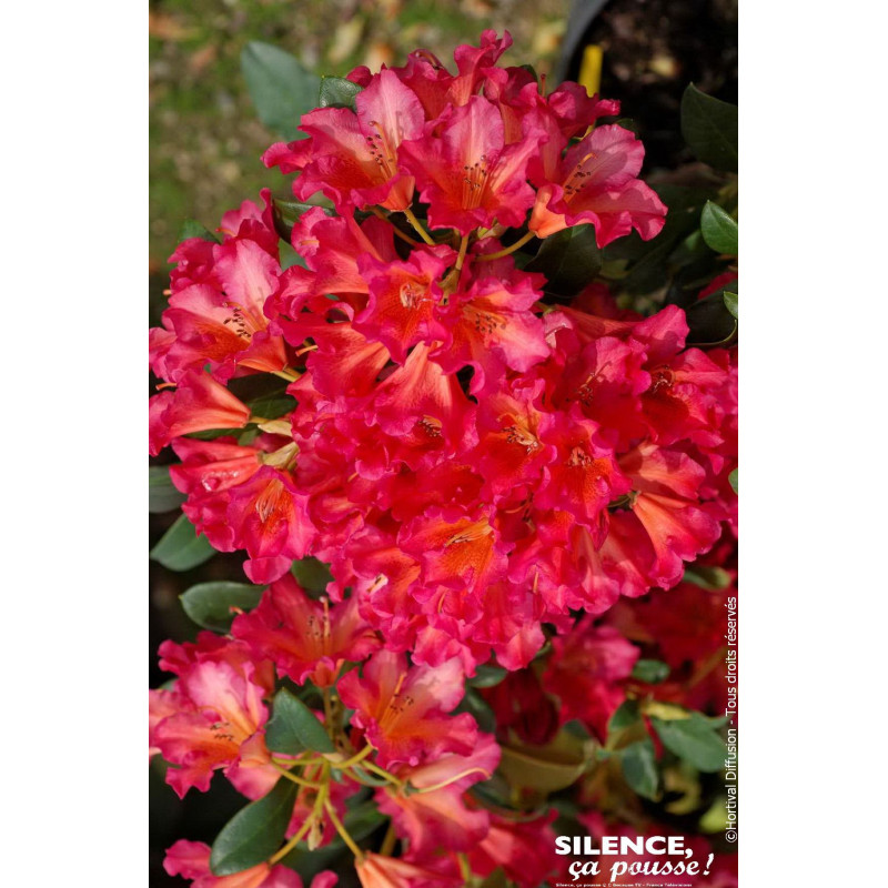 Rhododendron Scyphocalyx 80cm Silence ca pousse de Plantes Silence ça pousse dans Plantes à petits fruits (kiwi, myrtilles, g...
