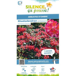 Rhododendron Scyphocalyx 80cm Silence ca pousse de Plantes Silence ça pousse dans Plantes à petits fruits (kiwi, myrtilles, g...