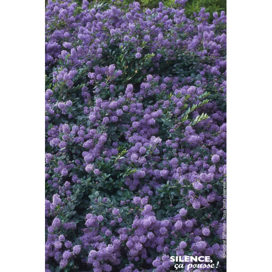 CEANOTHUS PROSTRATUS C4,5 TF/BU de Plantes Silence ça pousse dans Arbustes persistants en livraison