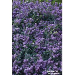 CEANOTHUS PROSTRATUS C4,5 TF/BU de Plantes Silence ça pousse dans Arbustes persistants en livraison