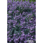 CEANOTHUS PROSTRATUS C4,5 TF/BU de Plantes Silence ça pousse dans Arbustes persistants en livraison
