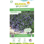 CEANOTHUS PROSTRATUS C4,5 TF/BU de Plantes Silence ça pousse dans Arbustes persistants en livraison