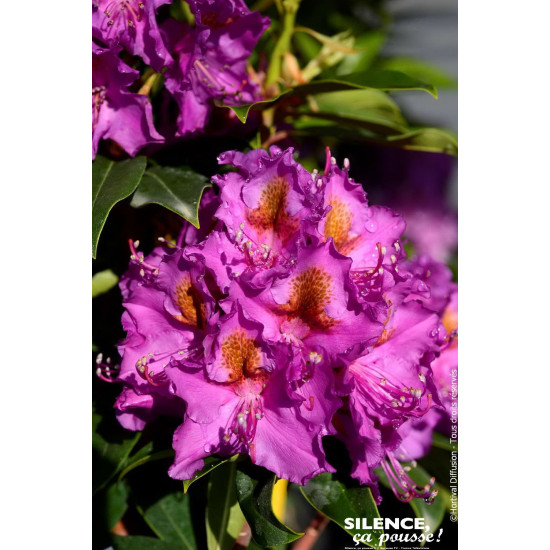 Rhododendron hybride Red Eye 80cm de Plantes Silence ça pousse dans Plantes à petits fruits (kiwi, myrtilles, groseilles, cas...