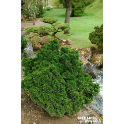 Faux cypres dHinoki Nana Gracilis 65cm de Plantes Silence ça pousse dans Conifères de rocailles en livraison