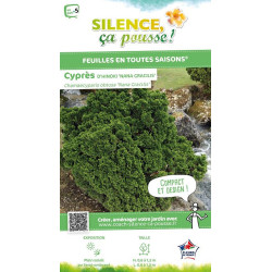 Faux cypres dHinoki Nana Gracilis 65cm de Plantes Silence ça pousse dans Conifères de rocailles en livraison