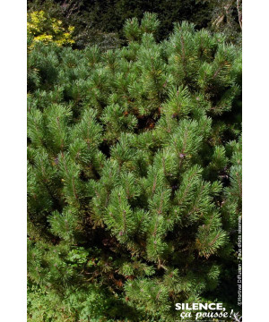 Pin de montagne 65cm Silence ca pousse de Plantes Silence ça pousse dans Conifères de rocailles en livraison