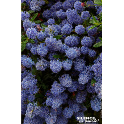 Ceanothe Concha 80cm Silence ca pousse de Plantes Silence ça pousse dans Arbustes persistants en livraison
