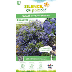 Ceanothe Concha 80cm Silence ca pousse de Plantes Silence ça pousse dans Arbustes persistants en livraison