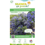 Ceanothe Concha 80cm Silence ca pousse de Plantes Silence ça pousse dans Arbustes persistants en livraison