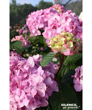 Hortensia ENDLESS SUMMER BLOOMSTAR Rose 85cm de Plantes Silence ça pousse dans Plantes à petits fruits (kiwi, myrtilles, gros...