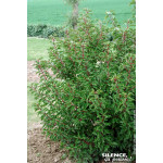 Laurier du Portugal Brenelia 100cm de Plantes Silence ça pousse dans Arbustes persistants en livraison