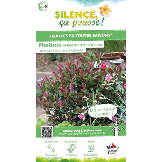 Photinia hybride Little Red Robin 65cm de Plantes Silence ça pousse dans Arbustes persistants en livraison