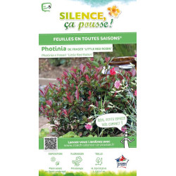 Photinia hybride Little Red Robin 65cm de Plantes Silence ça pousse dans Arbustes persistants en livraison