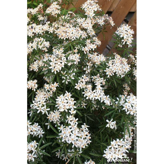 Oranger du Mexique WHITE DAZZLER 80cm de Plantes Silence ça pousse dans Arbustes persistants en livraison