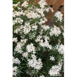 Oranger du Mexique WHITE DAZZLER 80cm de Plantes Silence ça pousse dans Arbustes persistants en livraison